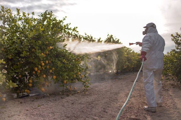 Best Mosquito Control Services  in Mcdonough, GA